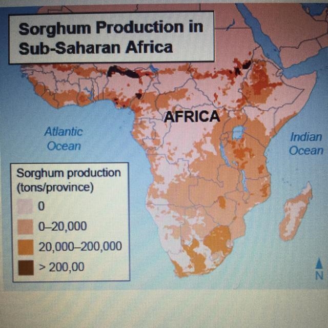 Which conclusion about sorghum farming is supported by the information presented in-example-1