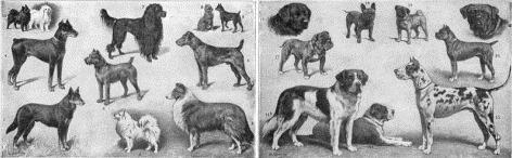 This illustration from an old textbook shows some of the over 150 different dog breeds-example-1