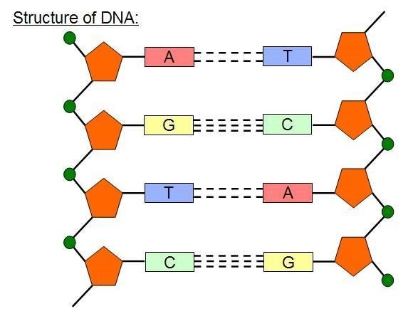 Would the DNA model provided most likely be representative of a bacteria, human, or-example-1