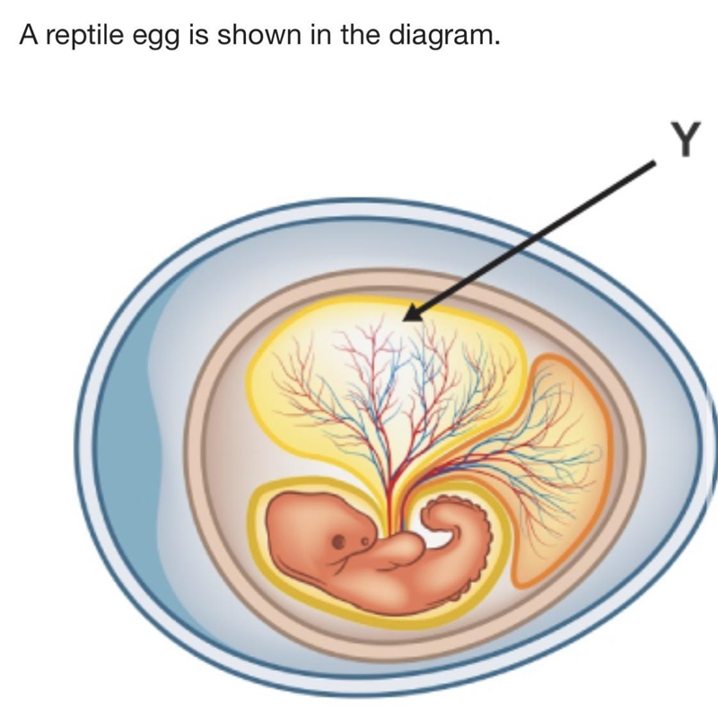 Which best describes the function of the structure labeled Y? food source protection-example-1