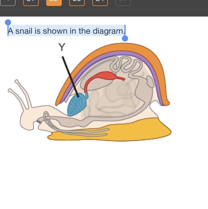 A snail is shown in the diagram. What is one function of the structure labeled Y? digest-example-1