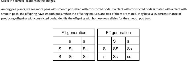 Help asap which ONE????-example-1