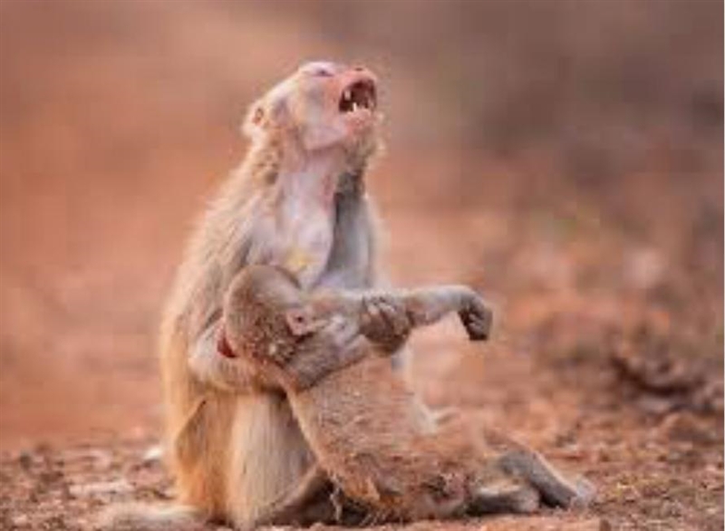 Monkey Monkey Monkey has died :(-example-1