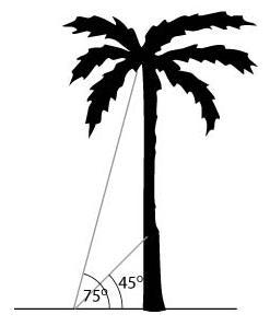 A palm tree is supported by two guy wires as shown in the diagram below. Which trig-example-1