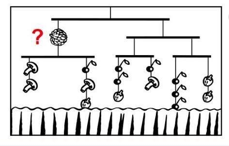 The hanger shown in the diagram is balanced. All cherries weigh the same, all mushrooms-example-1