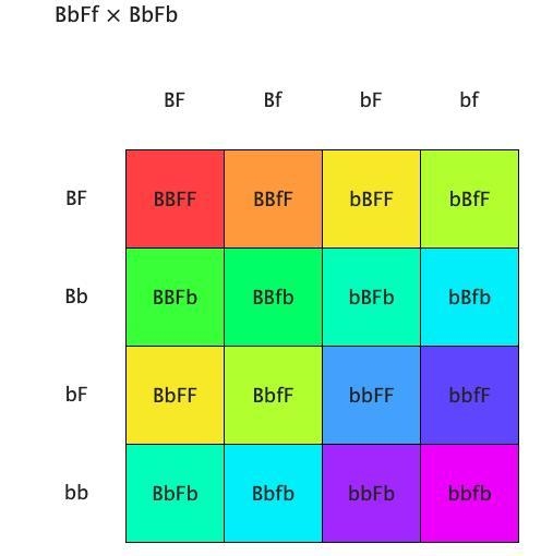 18. Brown eyes (B) are dominant to blue eyes (b). The presence of freckles (F) is-example-1