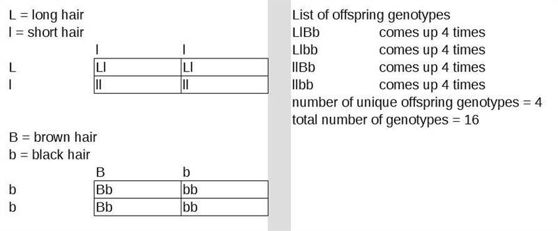 If a cat with short brown hair (llBb) is crossed with a cat with long black hair (Llbb-example-1