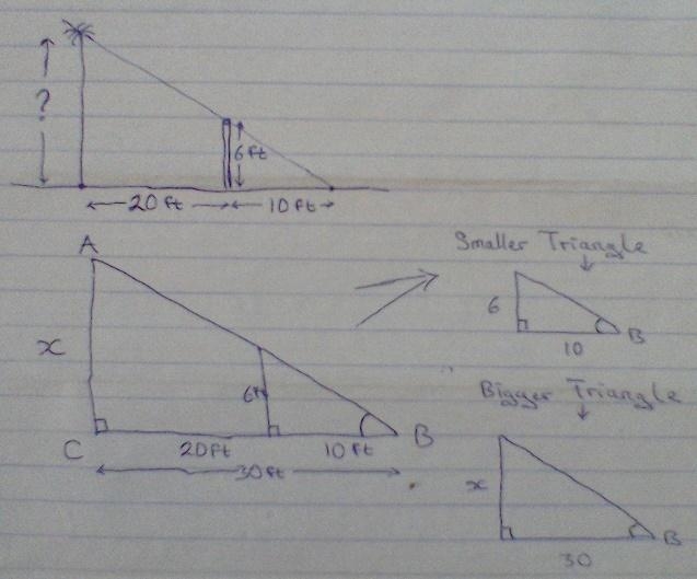 4. A tree service is to fell a tree. A rope is attached to the top of the tree to-example-1