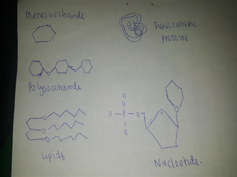 rag the appropriate labels to their respective targets. ResetHelp LipidLipid Functional-example-2