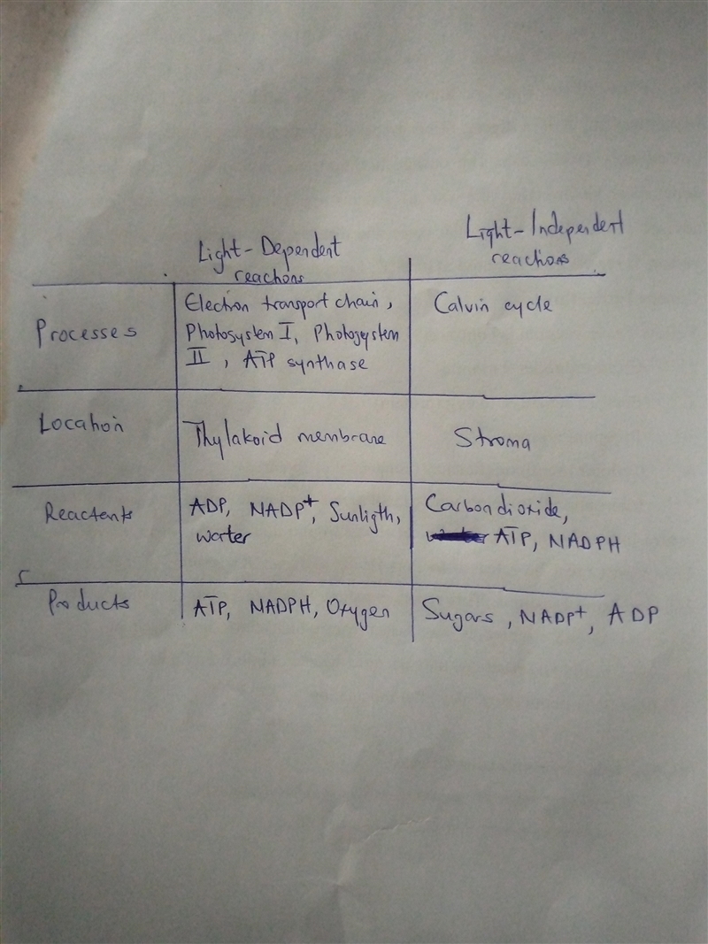 Place the terms into the correct column that describes the reactions of photosynthesis-example-1