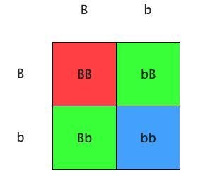 "brown hair in dogs is controlled by a recessive allele b. black hair is controlled-example-1