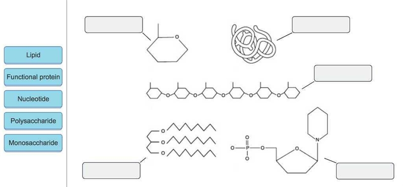 rag the appropriate labels to their respective targets. ResetHelp LipidLipid Functional-example-1