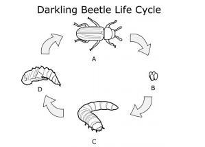 The life cycle of a darkling beetle is shown here. Which stage represents the change-example-1