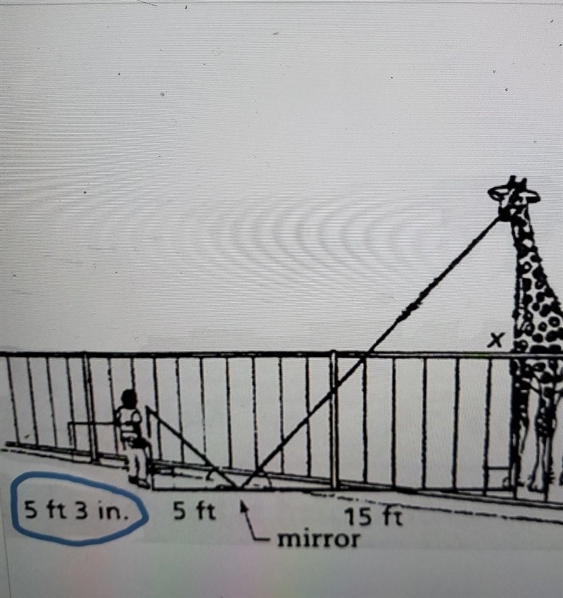 Find the height of the giraffe in the diagram. Show your work below.​-example-1