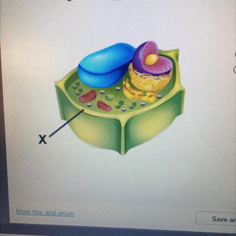 Which organelle is marked with an X?-example-1