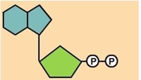 What molecule is represented by the molecular model shown below? Glucose, Adenosine-example-1