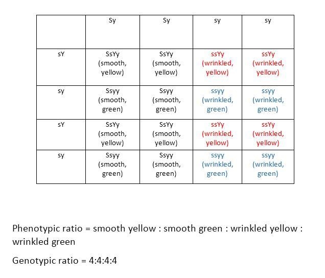 In pea plants, smooth pea shape is dominant towrinkled and yellow pea color is dominant-example-1