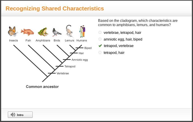 Based on the cladogram, which characteristics are common to amphibians, lemurs, and-example-1