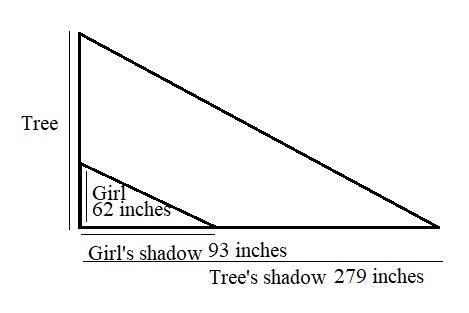 Isabelle, who is 62 inches tall, is standing beside a tree and casts a 93 inch shadow-example-1