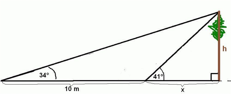 To calculate the height of a tree, Sophie measures the angle of elevation from a point-example-1