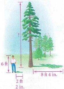 Suppose you work on a tree farm and you need to find the height of each tree. You-example-1