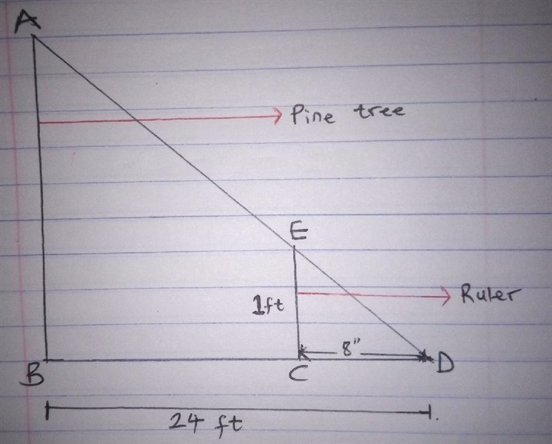 The shadow cast by a one-foot ruler is 8 inches long. At the same time the shadow-example-1