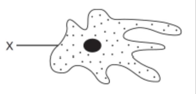 A single-celled organism is represented below. Structure X carries out a function-example-1