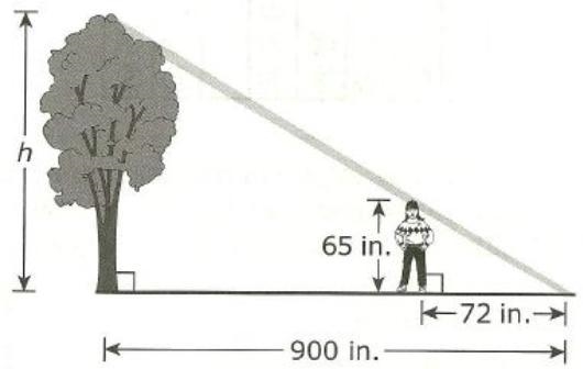 I need help! A tree has a shadow 900 inches long. At the same time of day, Evelyn-example-1