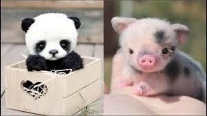 WHICH ANIMAL IS CUTER?????-example-1