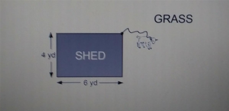 A goat is tied to the corner of a rectangular shed in a large field full of grass-example-1