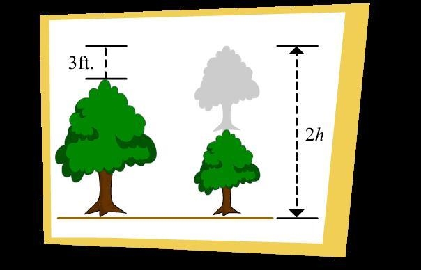 These trees have different heights. The height of the taller tree is 3 feet less than-example-1