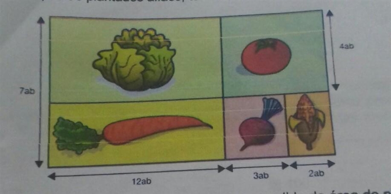 Observe how the land division was planned for the preparation of a vegetable garden-example-1