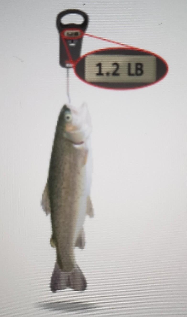 On a fishing trip, you catch two fish. The weight of the first fish is shown. The-example-1