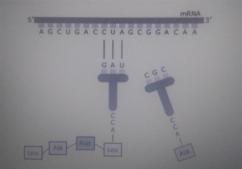 The diagram above represents a biochemical process that occurs in a cell. The purpose-example-1