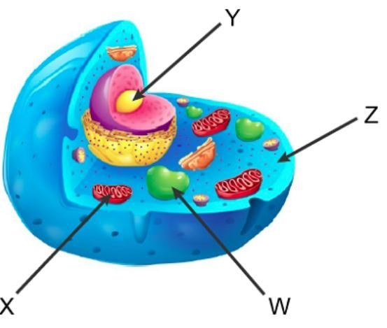 Use this diagram of an animal cell to answer the question. Where does the second stage-example-1