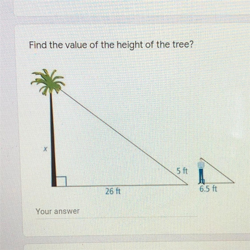 Find the value of the height of the tree.-example-1