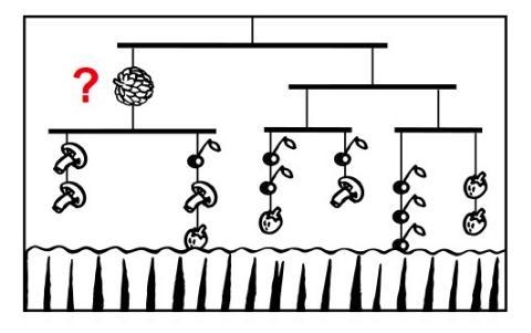 The hanger shown in the diagram is balanced. All cherries weigh the same, all mushrooms-example-1