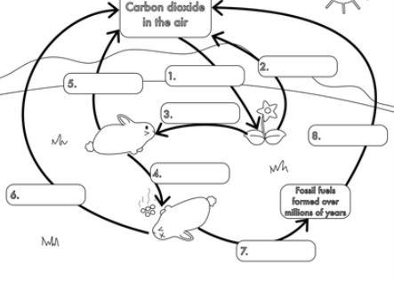 (fairly easy if you use internet. im just lazy) Fill in the blanks for the biological-example-1