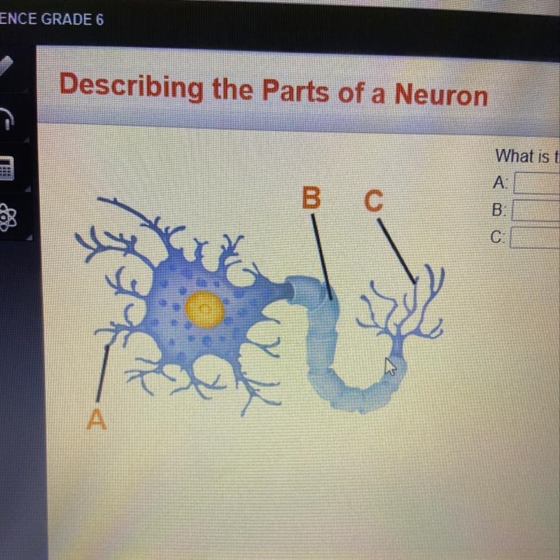 What is the function of the labeled structures?-example-1