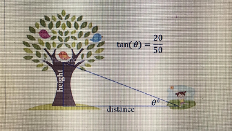 How far away from the tree is the girl ? A. 30 feet B. 70 feet C. 20 feet D. 50 feet-example-1