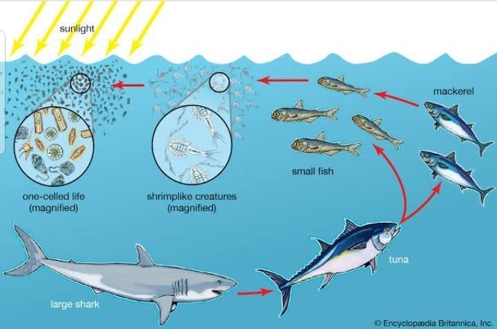 Which of the following is the best example of a food chain in a marine ecosystem?-example-1