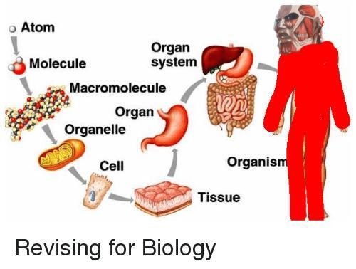 What’s is the analogy? Organized cells:tissues as Organs (The blank is the missing-example-1