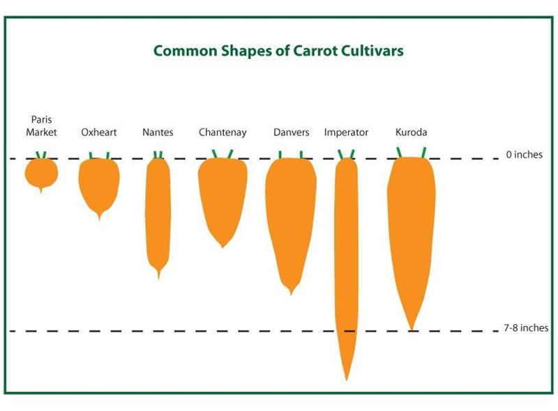 How long is the carrot-example-1