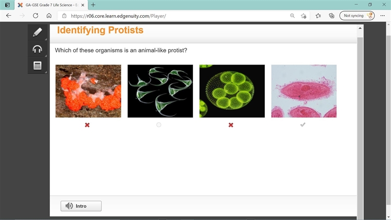 Which organism is an animal-like protist? A. slime mold dinoflagellate amoeba truffle-example-1