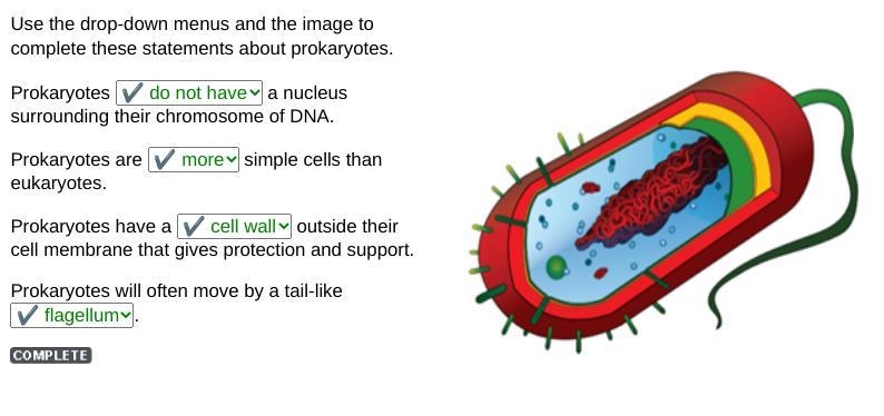 Use the drop-down menus and the image to complete these statements about prokaryotes-example-1