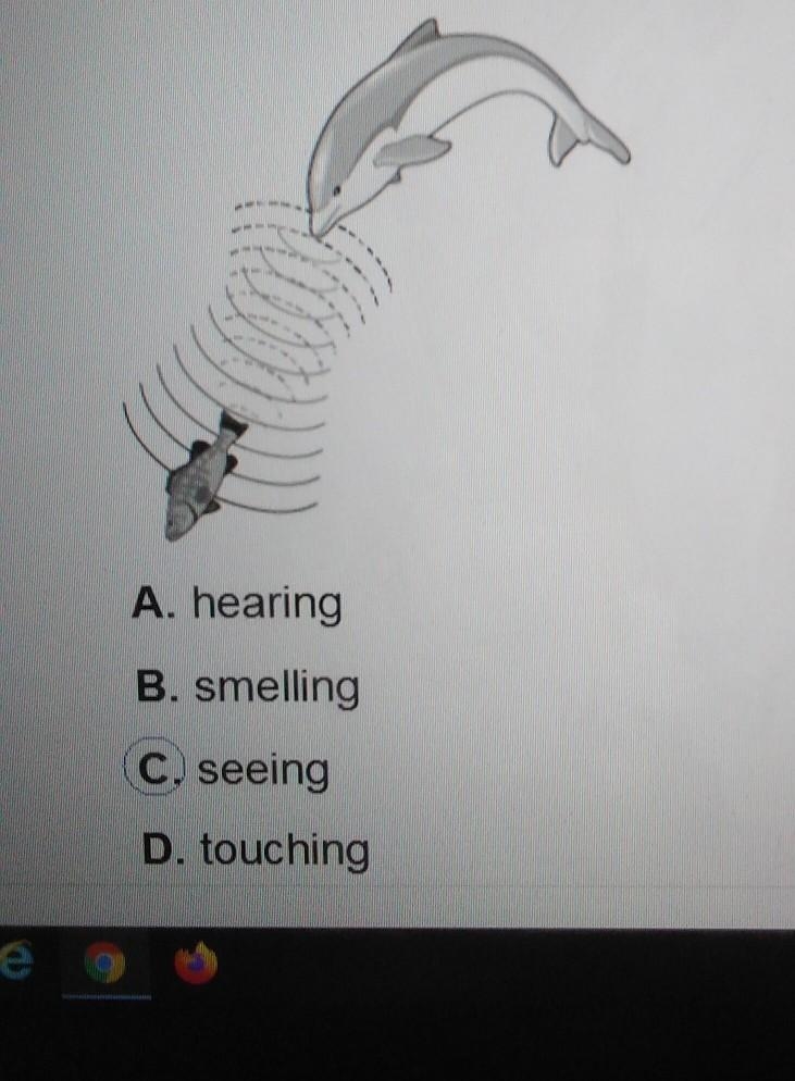 4. Look at the picture. The dolphin uses sound to find food in the water. Which sense-example-1