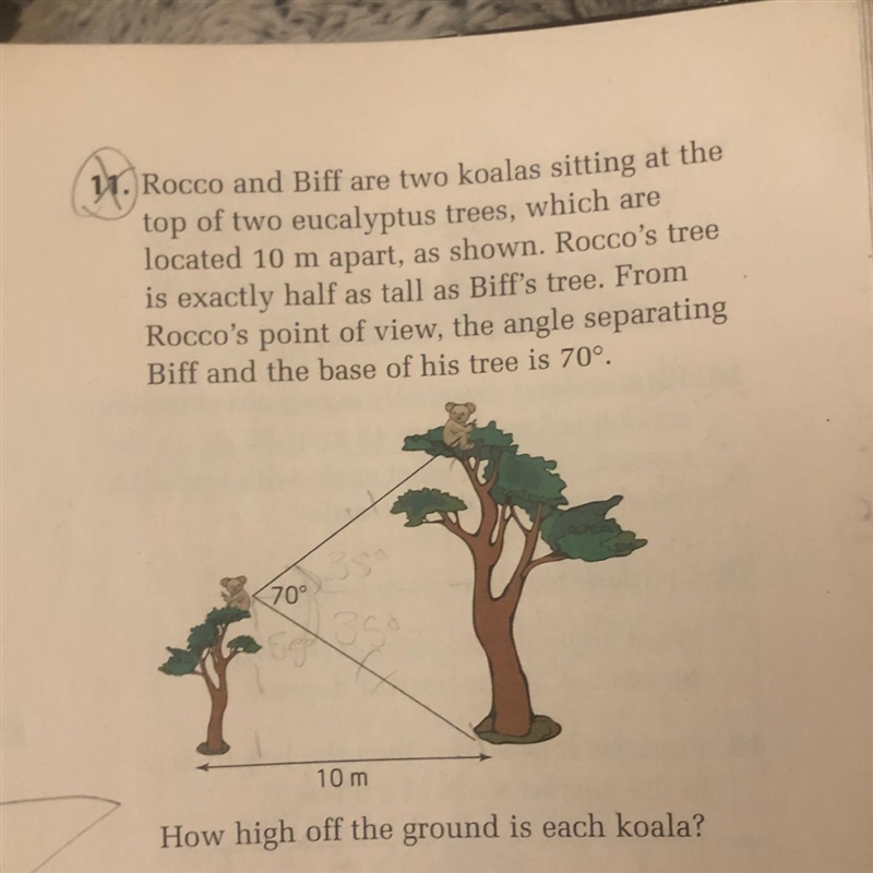 11. Rocco and Biff are two koalas sitting at the top of two eucalyptus trees, which-example-1