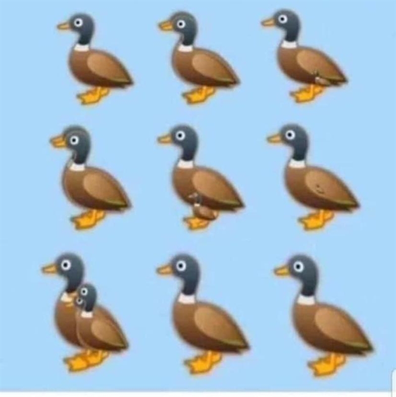 How many ducks do you see?-example-1