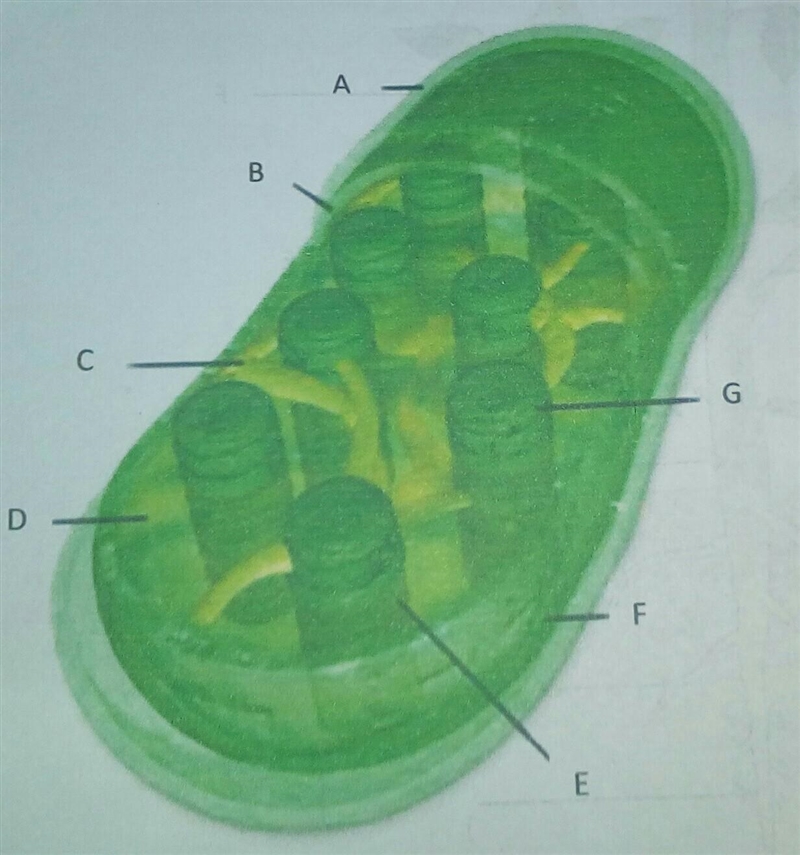 What is the image taken from the electron microscope shown in this figure ?? this-example-1