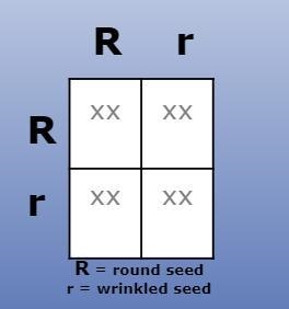 What is the probability of a plant having a round seed? A. 50% B. 25% C. 100% D. 75%-example-1